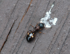 Dolichoderus sibiricus