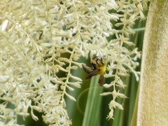 Xylocopa pubescens