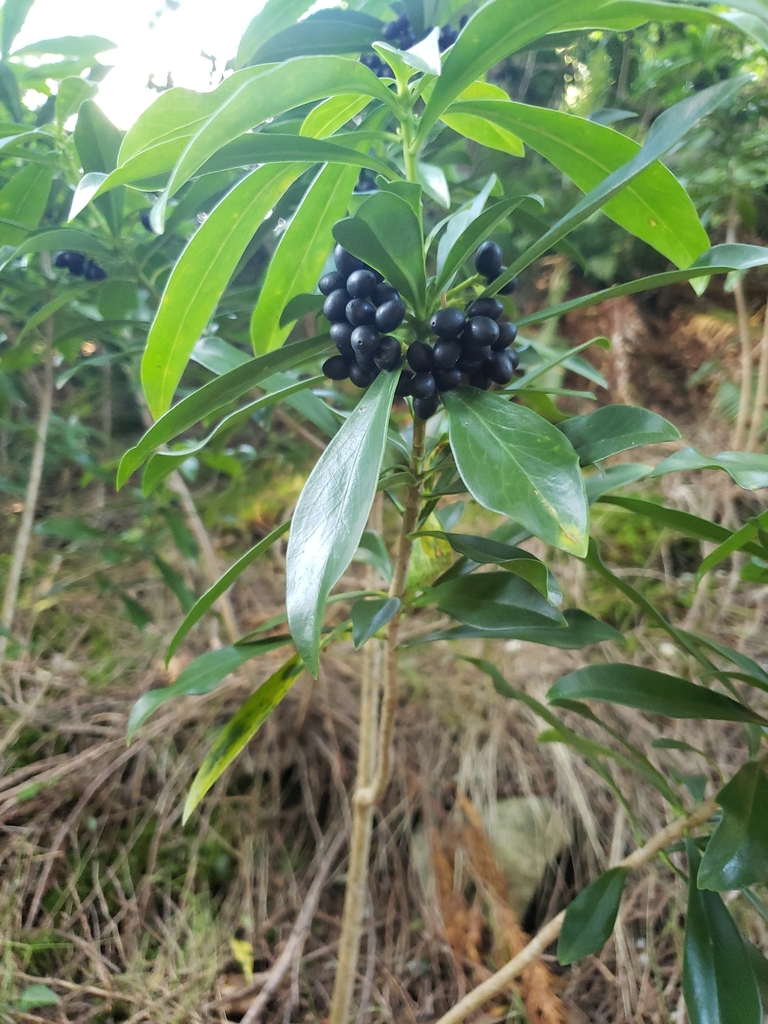 Daphne laureola, Greater Vancouver, CA-BC, CA, by narin_malhotra