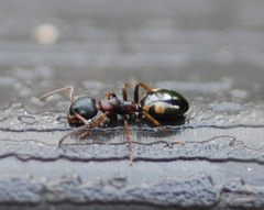 Dolichoderus sibiricus