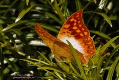 Charaxes varanes vologeses