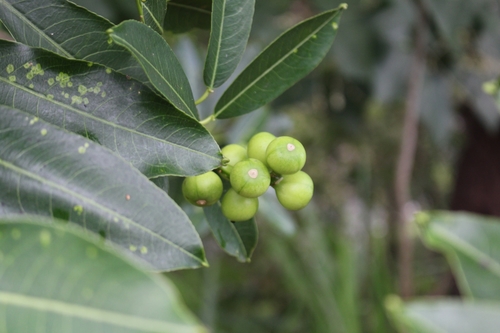 Image of Sapium Macrocarpum (Sapium macrocarpum) by no rights reserved