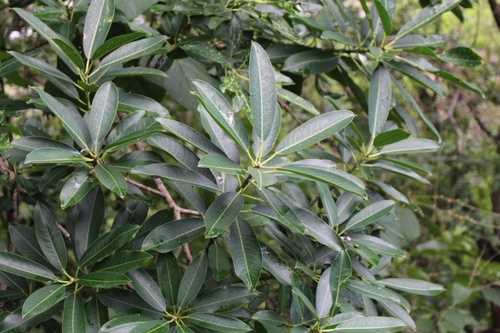 Image of Sapium Macrocarpum (Sapium macrocarpum) by no rights reserved