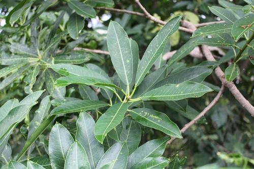 Image of Sapium Macrocarpum (Sapium macrocarpum) by no rights reserved