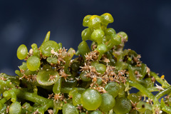 Baculogypsina sphaerulata
