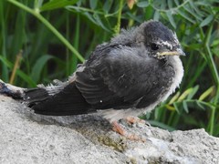 Petrochelidon pyrrhonota