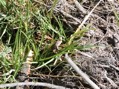 Sceloporus subniger