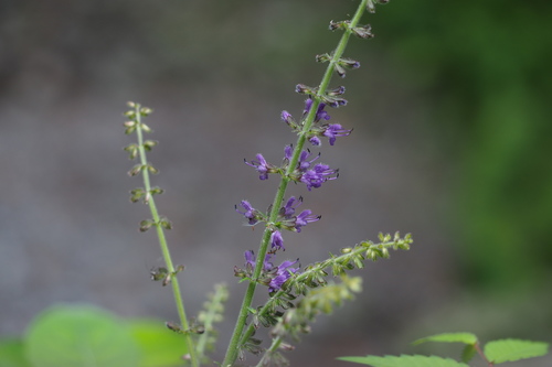 Japanese Summer Sage (Salvia lutescens)
