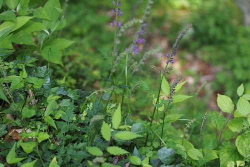 Image of Salvia lutescens by (c) harum.koh, some rights reserved (CC BY-SA)