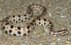 Sistrurus miliarius