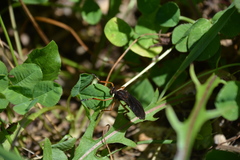 Diogmites platypterus