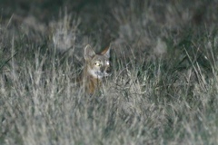 Vulpes velox