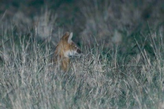 Vulpes velox