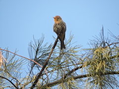 Haemorhous mexicanus