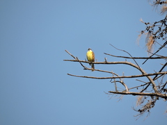 Pitangus sulphuratus