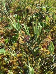 Andromeda polifolia latifolia