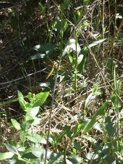 Libellula flavida