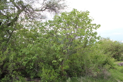 Heliocarpus terebinthinaceus