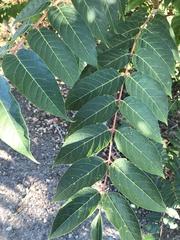 Ailanthus
