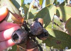 Eucalyptus pleurocarpa