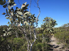 Eucalyptus pleurocarpa