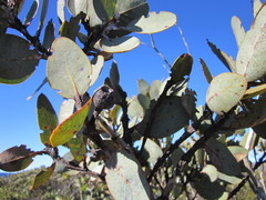 Eucalyptus pleurocarpa