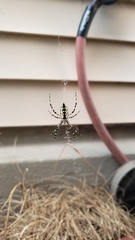 Argiope aurantia