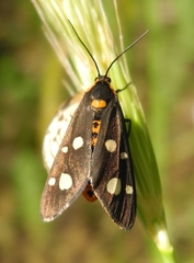 Dysauxes famula