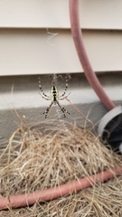 Argiope aurantia