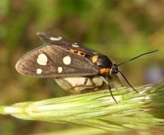Dysauxes famula