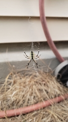 Argiope aurantia