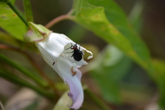 Epicauta atrata