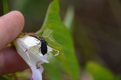 Epicauta atrata