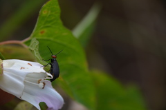 Epicauta atrata