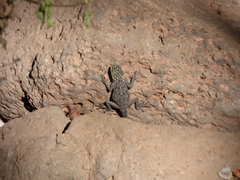Agama dodomae