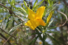 Cascabela thevetioides