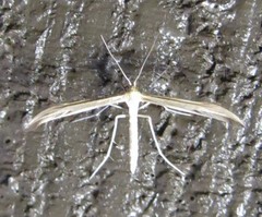 Hellinsia pectodactylus