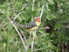 Trachyphonus erythrocephalus