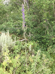 Delphinium barbeyi