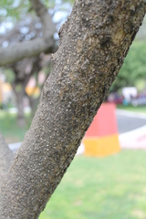 Cascabela thevetioides