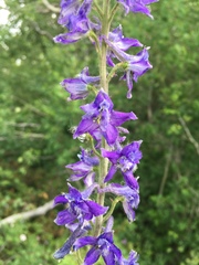 Delphinium barbeyi