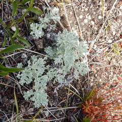 Artemisia alaskana