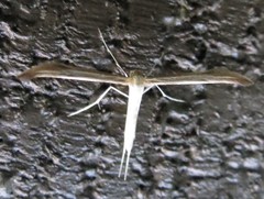 Hellinsia pectodactylus