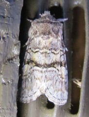 Brachylomia rectifascia