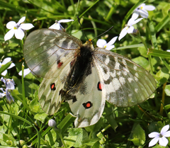 Parnassius clodius claudianus