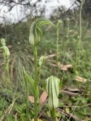 Pterostylis monticola