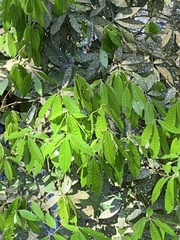 Lithocarpus amygdalifolius