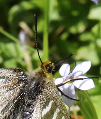 Parnassius clodius claudianus