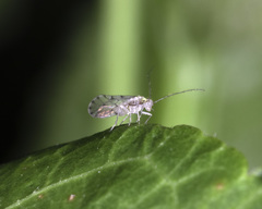 Trichopsocus
