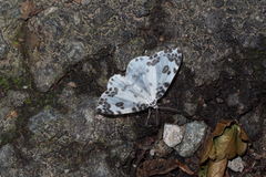 Deroca inconclusa phasma